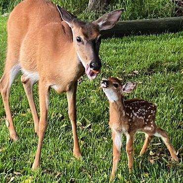 A mother deer and doe nibbling on local berries on Fire Island.