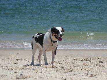 This is Homer running near the ocean's edge.