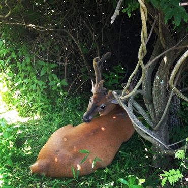 A buck taking refuge under the low canopy away from the hot mid-day's sun.