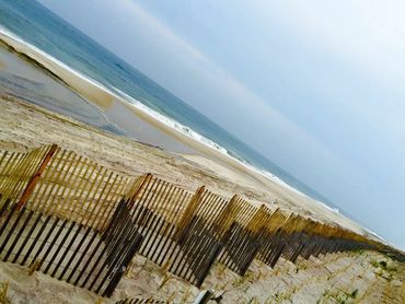 A picture of the new and extensive dune fencing on a calm ocean day!