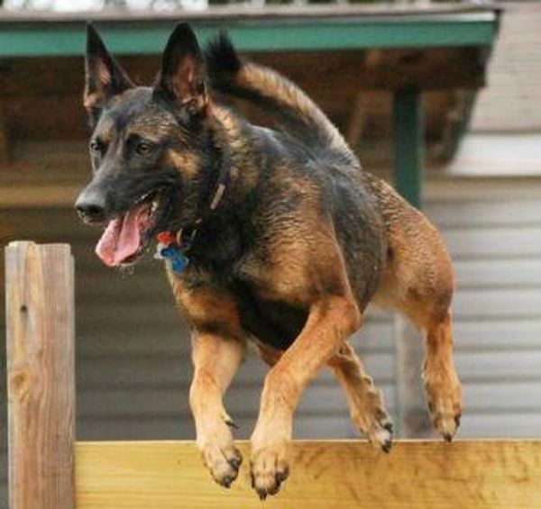 Agility dog training exercises performed beautifully by one of our students.