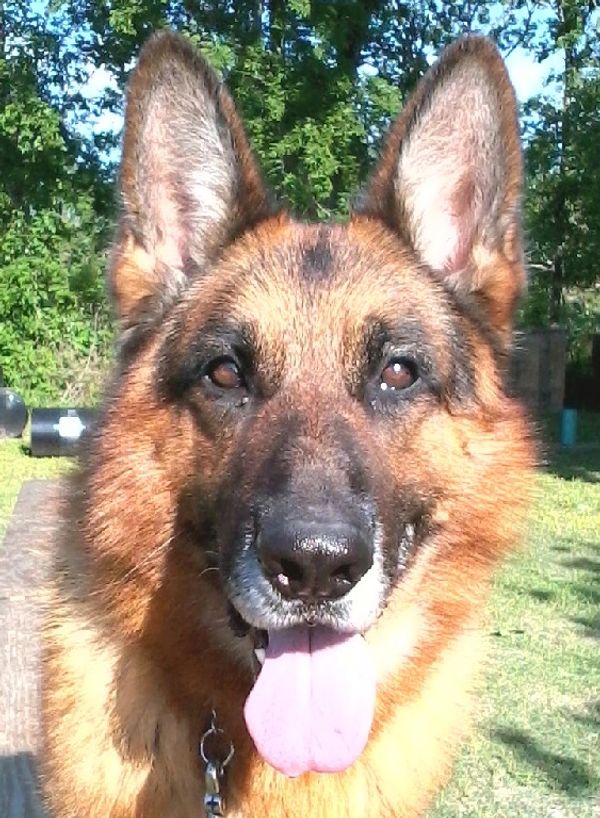 Our students are always eager to see our dog trainer and to begin their training exercises.