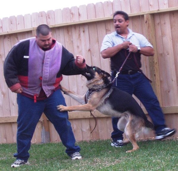 Personal protection dog training exercises with bite work.