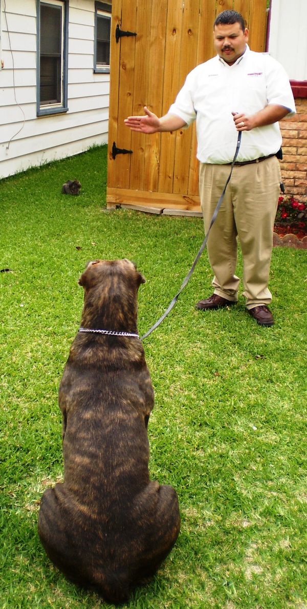 Sit-Stay dog training exercise with Distraction work.