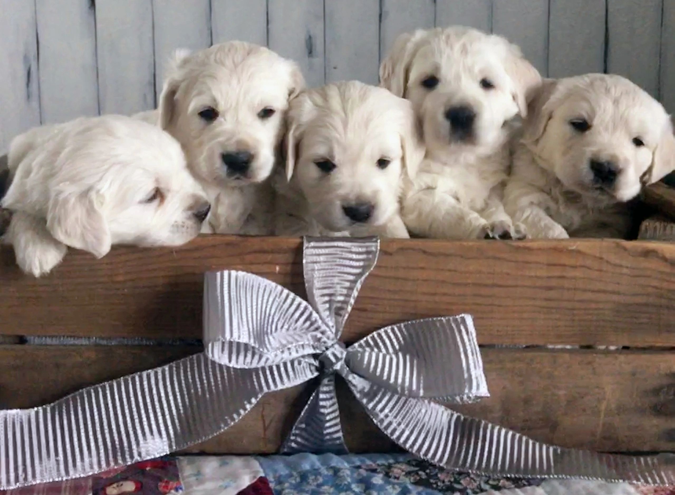 English Creme Golden Retriever Shooting Star Goldens