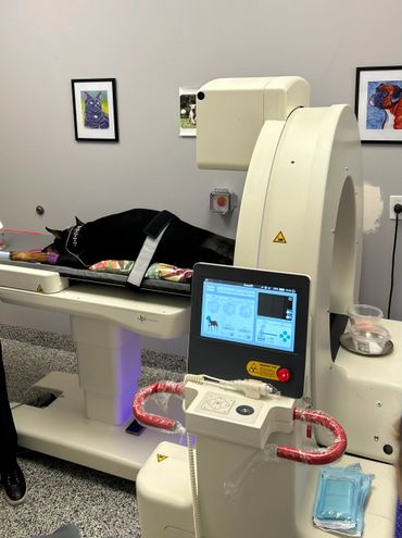 A dog undergoes a CT scan in a veterinary clinic room with animal paintings on the walls.