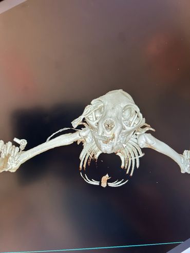 3D scan of a small animal skeleton, possibly a bat, with extended wings.