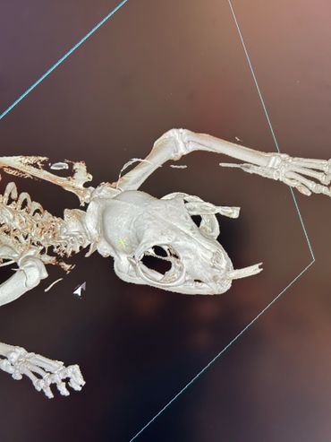 3D scan of a small animal skeleton, focusing on the skull and forelimb.