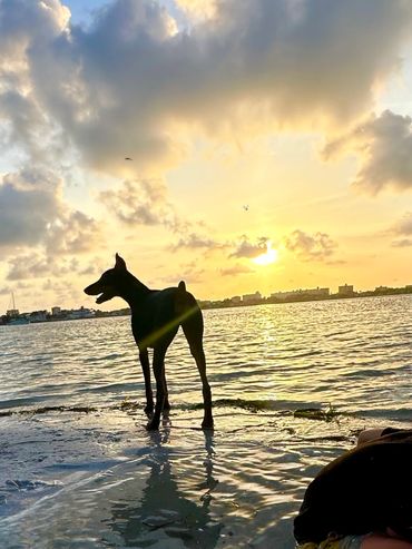 Silhouette of a dog standing near water at sunset.