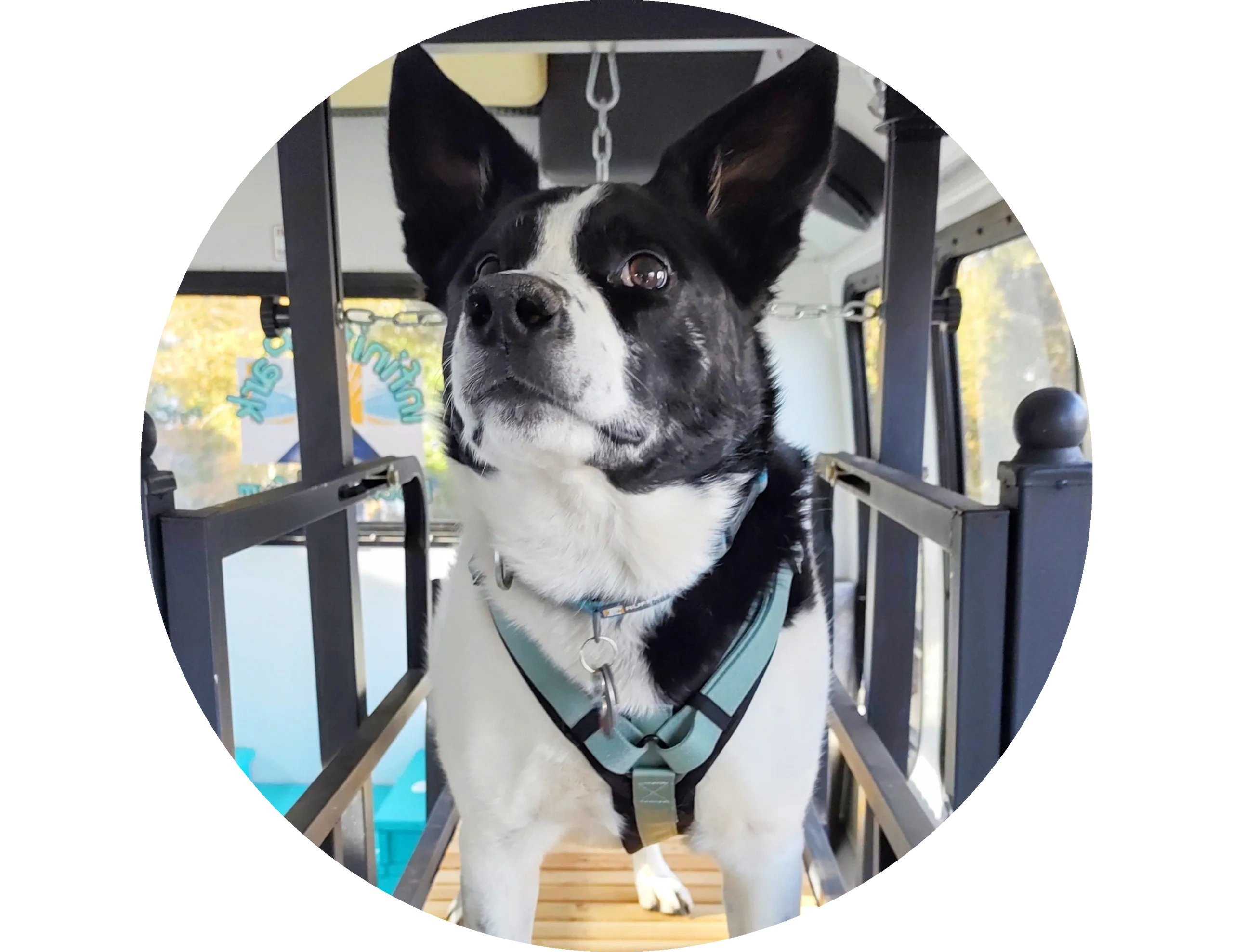 Black-and-white dog in a harness, standing on a canine treadmill in mobile dog gym