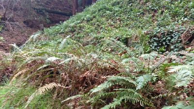 A possible drip dispersal leach field location in Carmel California. Steep slope under the redwoods.