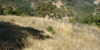 A bare site ready to determine the septic system feasibility.