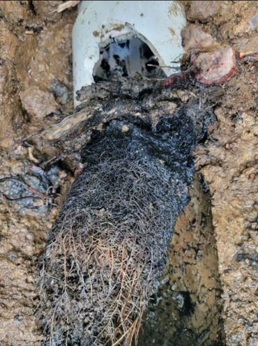 Root infestation causing pipe to break