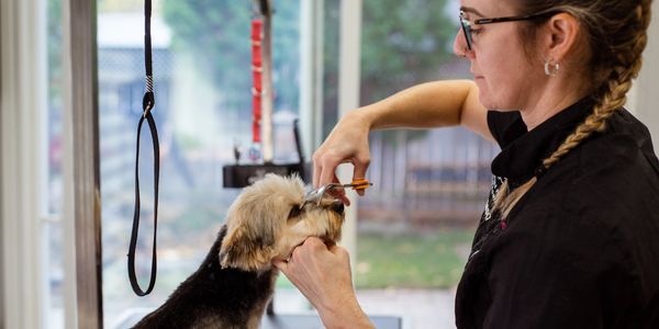 A picture of a woman trimming a small dogs eyebrows.