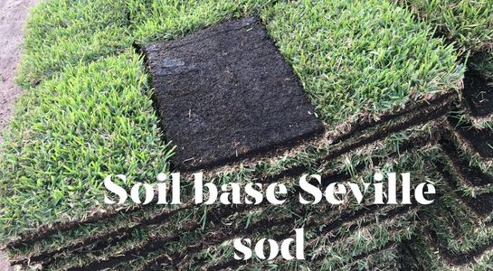 Fresh cut muck soil base St Augustine Seville. Sod world Bradenton. Fresh cut sod, 500SF per Pallet 