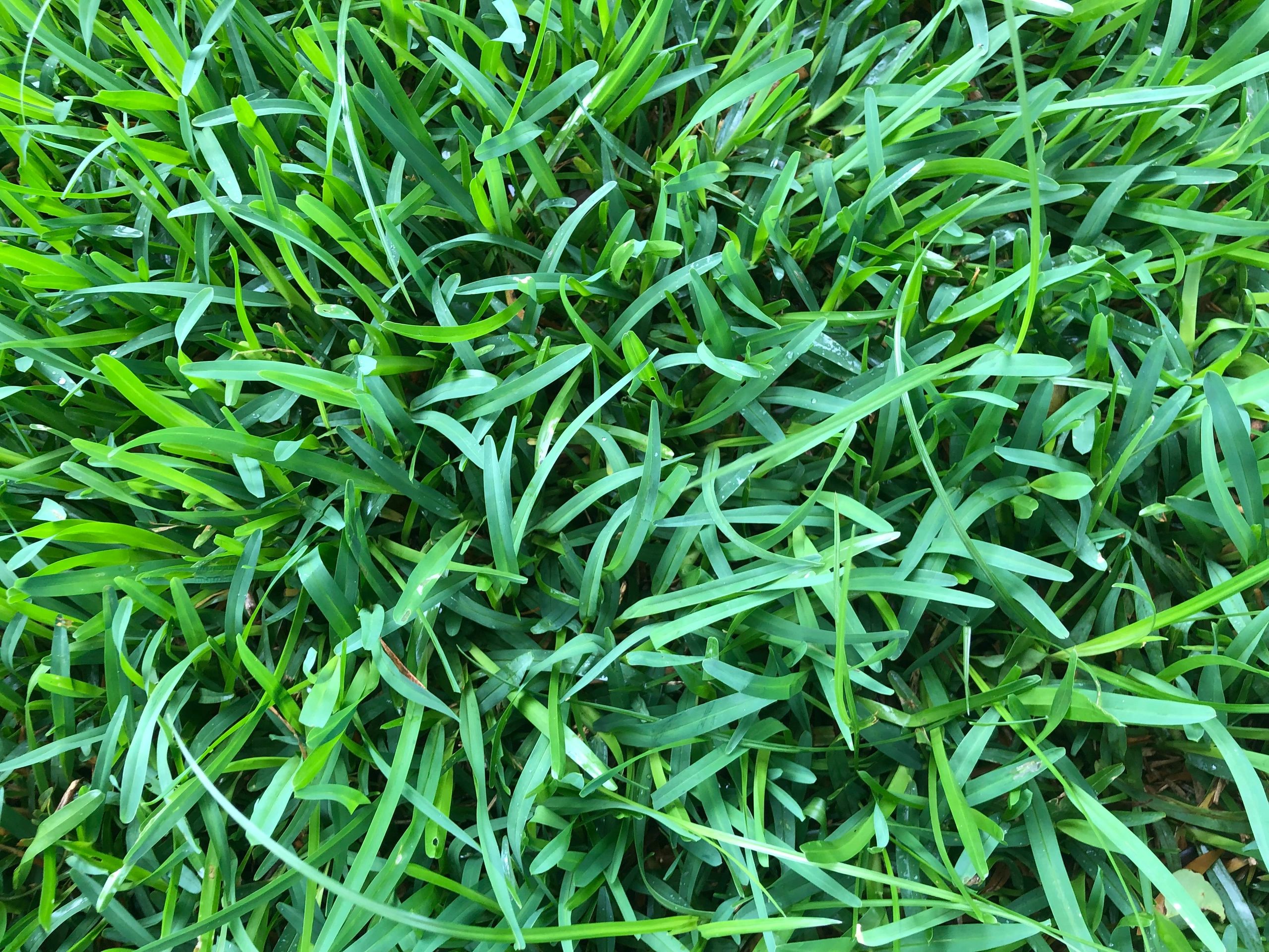 St Augustine Palmetto Sod World Sod World