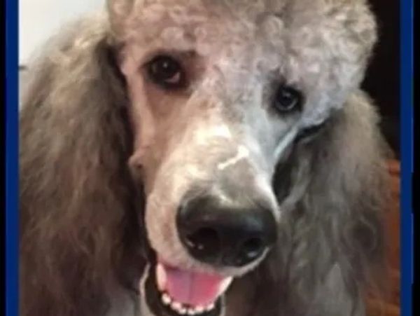 Face of a grey poodle smiling