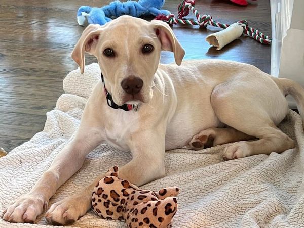 dog laying on a blanket with dog toys