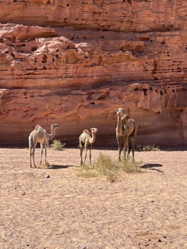 Random Camels, the beauty of Nature
Tours in Dahab