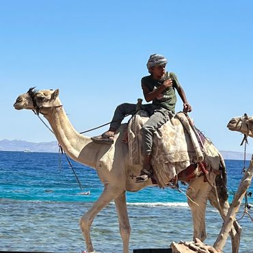 Camel Ride Three Pools