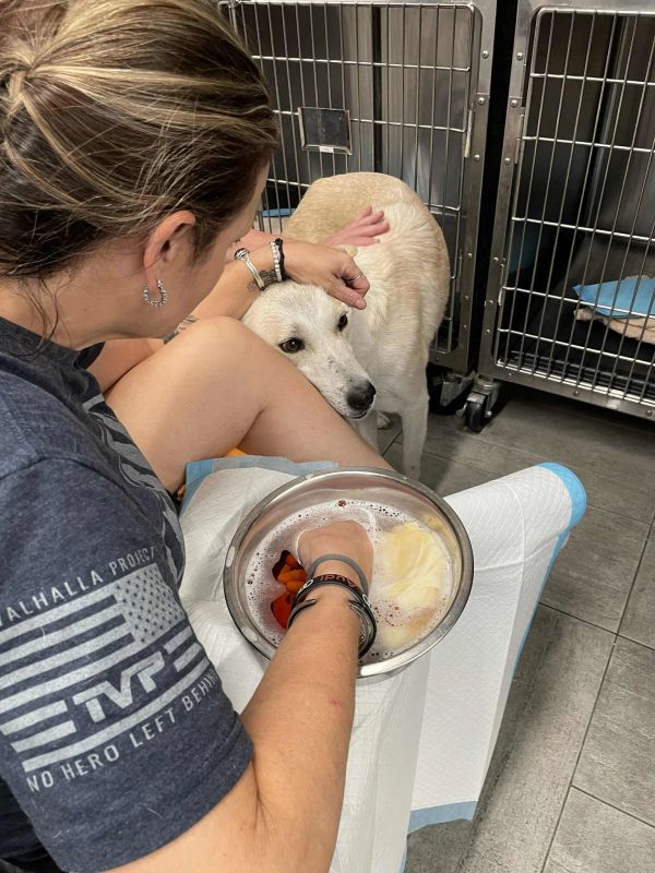 Woman comforting a dog in a kennel while holding a bowl of water and food.