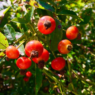 Rose Hips