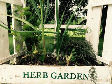 Herb Garden