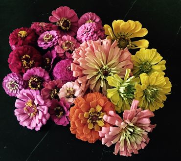 Rainbow of zinnias
