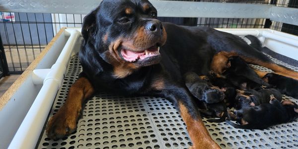 Rottweiler puppies are being sold in Las Vegas, NV