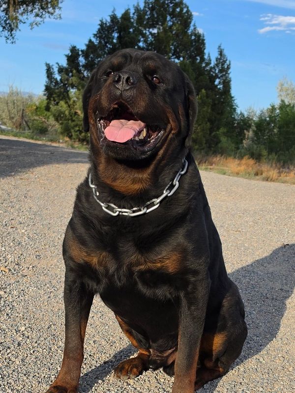 Photograph of Snubnose Rottweilers Xolotl from Snubnose Rottweilers.