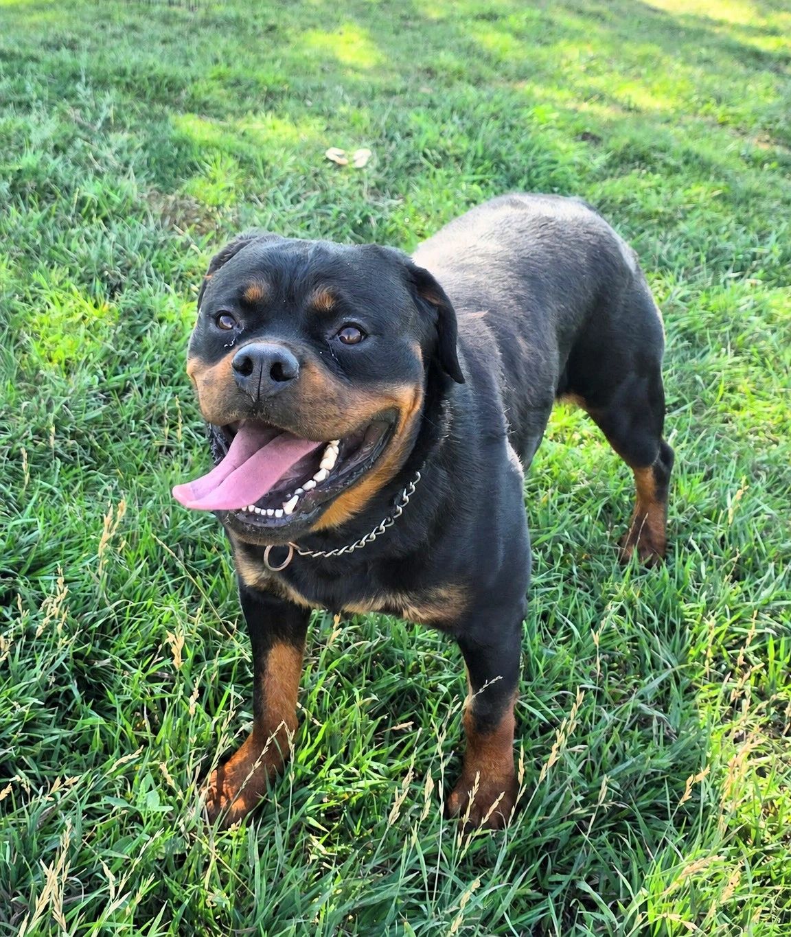German Rottweiler puppies for sale in Boise, ID