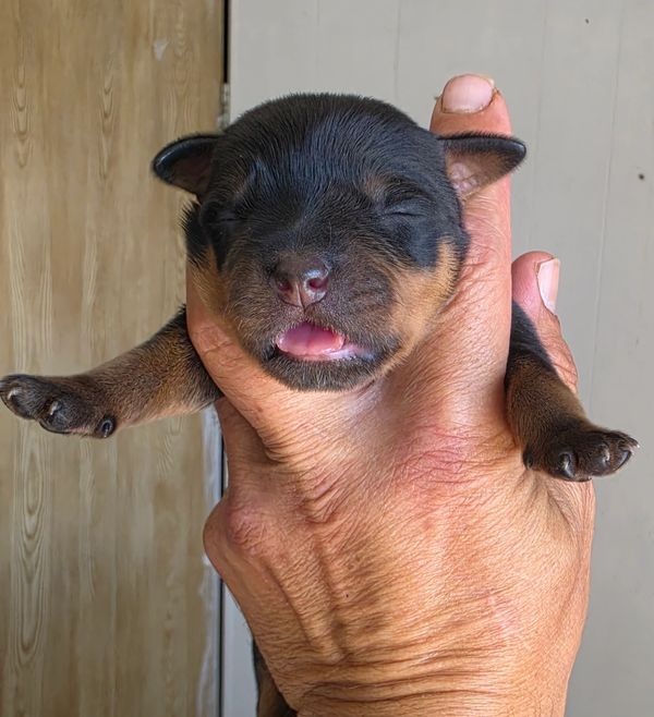 Snubnose Rottweilers produces great show puppies in Salt Lake City, UT