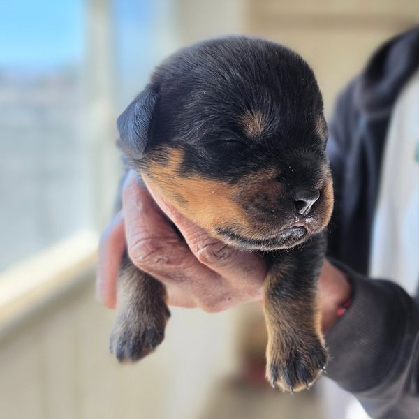 German Rottweiler breeder with Rottweiler puppies for sale in Boise, ID.