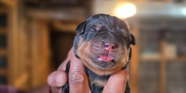 German Rottweiler breeder with puppies for sale serving Boise, ID