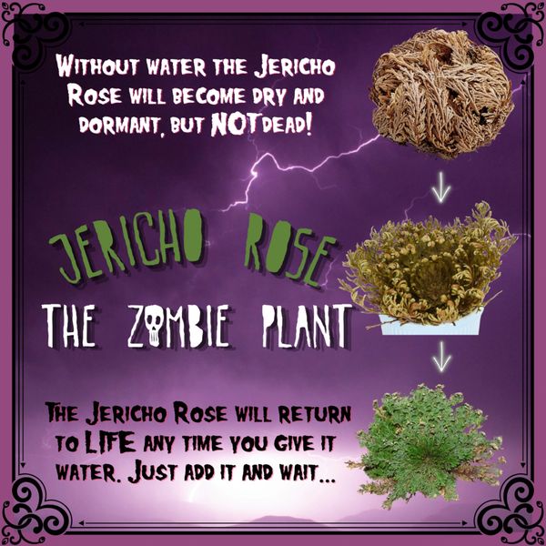 Jericho Rose: The Zombie Plant that comes back to life!