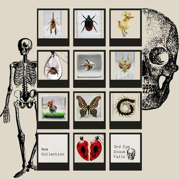 Insect and taxidermy curiosities at 3rd Eye in Sioux Falls