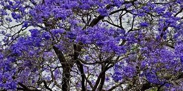 A tree covered with vibrant purple flowers.