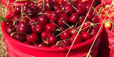 cherry, cherries, juicy cherries, ripe
