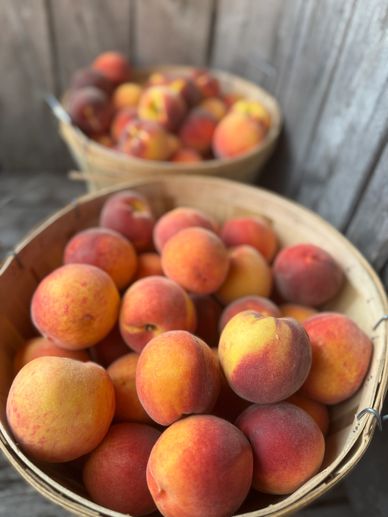 Yellow peaches from the hudson valley
