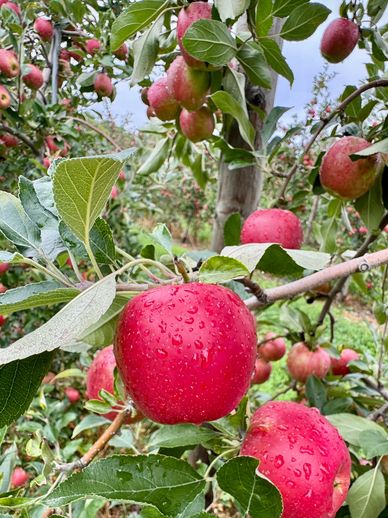 Fresh apples ready for pick your own