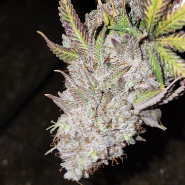 GRIMM GLUE IS THE MOTHER OF THE 1ST CROSS BEING RELEASED BY SANDDUNESEEDCO. 