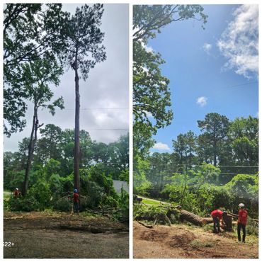Workers safely cutting and removing tall trees.
