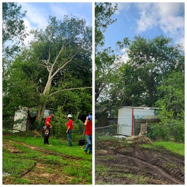 Tree removal work before and after, showing workers and a freshly cut tree stump.