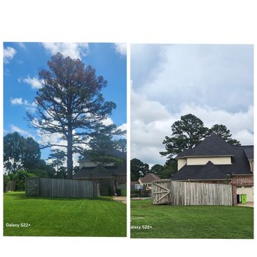 Side-by-side photos of a yard with a tall tree and wooden fence under different skies.