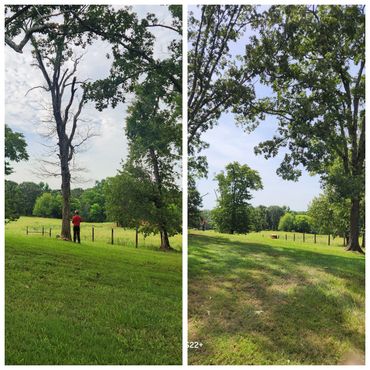 A man in a red shirt stands near a tree in a lush green field with a clear sky.