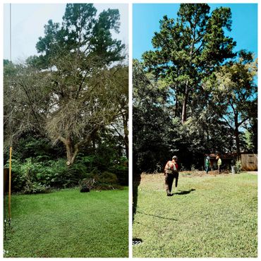 Before and after yard cleanup with workers clearing overgrowth.