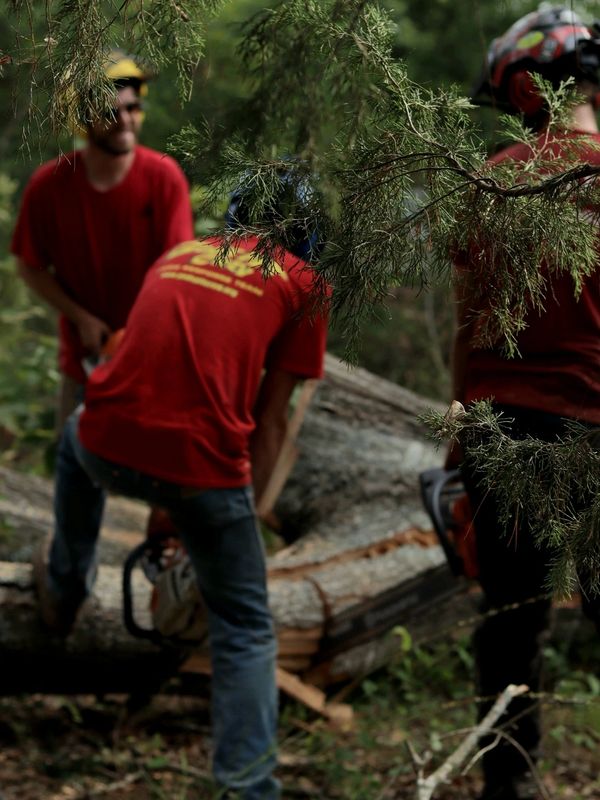 People in red shirts cutting a fallen tree with chainsaws in a forest.
