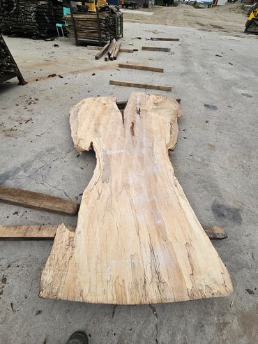 Spalted maple live edge slab