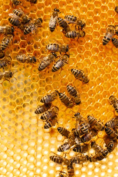 Honey bees on honeycomb raw local honey Milton ga