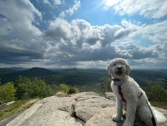 Goldendoodle in the Adirondacks.
